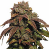 15 Cannabis Seeds Mix Pack