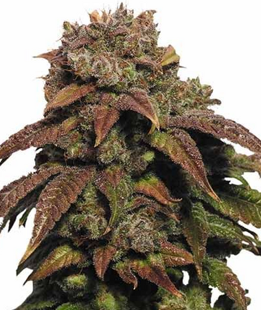 15 Cannabis Seeds Mix Pack