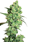 Super Skunk | Autoflower | Cannabis Seeds