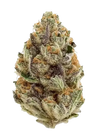 Blue Zushi | Feminized  | Cannabis Seeds
