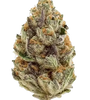Blue Zushi | Feminized  | Cannabis Seeds