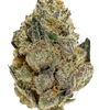 Grease Monkey  | Feminized | Cannabis Seeds