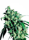 Super Skunk  | Feminized | Cannabis Seeds