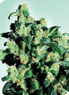 Super Skunk  | Feminized | Cannabis Seeds