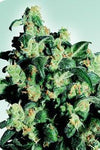 Super Skunk  | Feminized | Cannabis Seeds