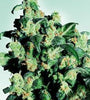 Super Skunk  | Feminized | Cannabis Seeds