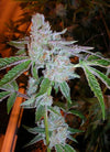 Tahoe OG Feminized Cannabis Seeds | Indica-Dominant Hybrid