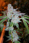 Tahoe OG Feminized Cannabis Seeds | Indica-Dominant Hybrid