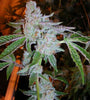Tahoe OG Feminized Cannabis Seeds | Indica-Dominant Hybrid