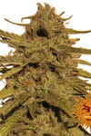 Pineapple Kush | Regular | Cannabis Seeds