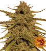 Pineapple Kush | Regular | Cannabis Seeds
