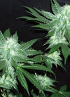 Italian Ice  | Feminized  | Cannabis Seeds