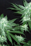 Italian Ice  | Feminized  | Cannabis Seeds
