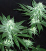 Italian Ice  | Feminized  | Cannabis Seeds