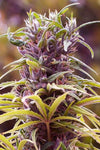 Durban Poison | Feminized  | Cannabis Seeds