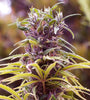 Durban Poison | Feminized  | Cannabis Seeds
