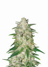 The Urban Grove Pack | Experience the Best of Dutch Classics