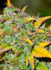 The Urban Grove Pack | Experience the Best of Dutch Classics