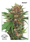 Master Kush | Feminized | Cannabis Seeds