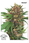 Master Kush | Feminized | Cannabis Seeds