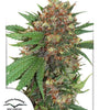Master Kush | Feminized | Cannabis Seeds