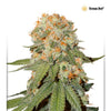 Feminized Indica Cannabis Seeds — Beginner-Friendly, Compact Plants, Fast Flowering
