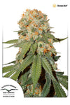 Orange Bud Feminized Seeds | Cannabis Seeds | Classic Sweet Hybrid