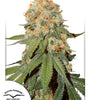Orange Bud Feminized Seeds | Cannabis Seeds | Classic Sweet Hybrid