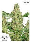 Urban Grove Collection | Cannabis Seeds | Dutch Classics Collection