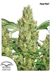 Power Plant | Feminized | Cannabis Seeds
