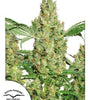 Power Plant | Feminized | Cannabis Seeds