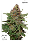 Berry Mixpack | 9 Feminized Cannabis Seeds