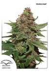 Strawberry Cough | Feminized  | Cannabis Seeds