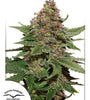 Strawberry Cough | Feminized  | Cannabis Seeds