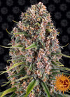Into the Blue | 15 Feminized Cannabis Seeds | Calming Strains