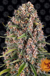 Blue Cheese (Blueberry Cheese) | Feminized  | Cannabis Seeds
