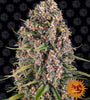 Blue Cheese (Blueberry Cheese) | Feminized  | Cannabis Seeds