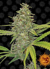 G13 | Feminized | Cannabis Seeds