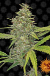 G13 | Feminized | Cannabis Seeds
