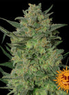 LSD | Feminized | Cannabis Seeds