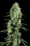 Super Silver Haze | Feminized  | Cannabis Seeds