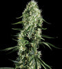 Super Silver Haze | Feminized  | Cannabis Seeds