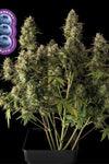 Blueberry | Autoflower Feminised | Cannabis Seeds