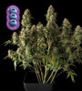 Blueberry | Autoflower Feminised | Cannabis Seeds
