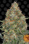 Pineapple Express | Autoflower | Cannabis Seeds