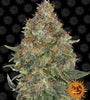 Pineapple Express | Autoflower | Cannabis Seeds