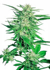 Big Bud  | Feminized  | Cannabis Seeds
