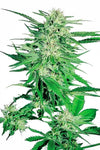 Big Bud  | Feminized  | Cannabis Seeds