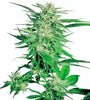 Big Bud  | Feminized  | Cannabis Seeds
