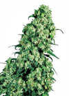 Skunk #1 | Feminized | Cannabis Seeds